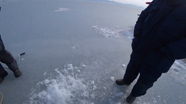 Грузите зубаря бочками. #зубарь #рыбалка