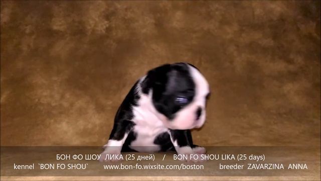 Бон фо Шоу Лика   25 дней