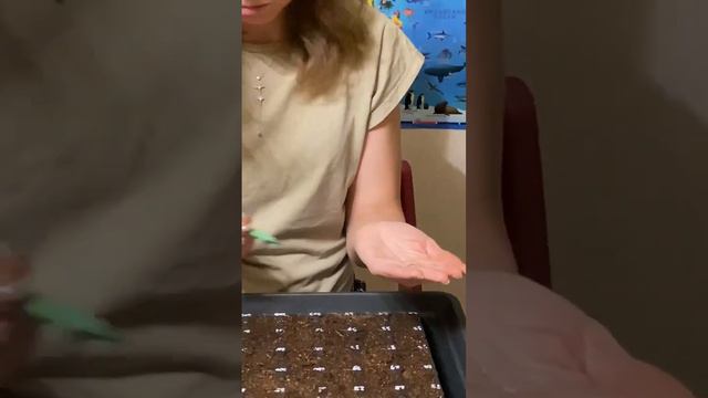 Посев петуний