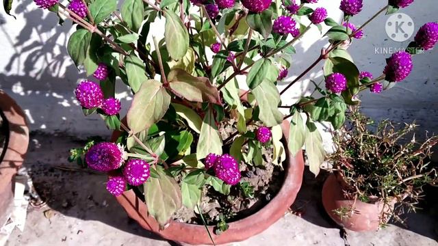 How To Grow Gompherena Plant|| Globe Amaranth| Botam Ful |