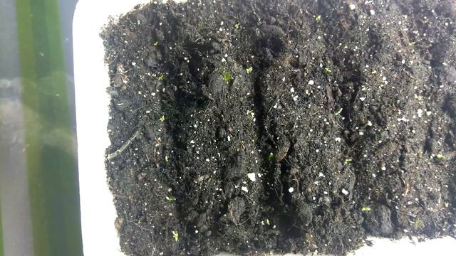 Посев ампельной петунии. Всходы эустомы ( по сортам). Калибрахоа на 22.01