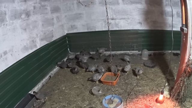 куры доминанты снесли первое яйцо