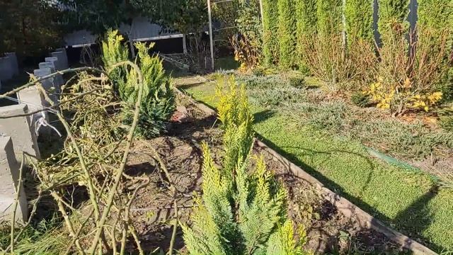 ХВОЙНЫЕ В МОЕМ САДУ. Часть 1: КИПАРИСОВИКИ