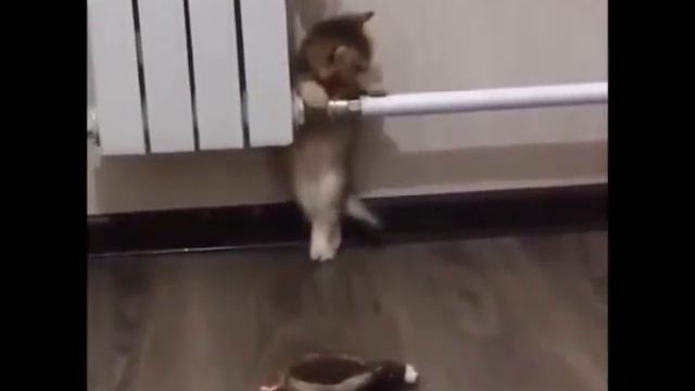 Два любознательных котенка