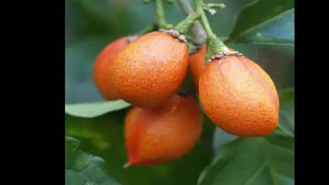 Bunchosia argentea or the peanut butter fruit and Benefits