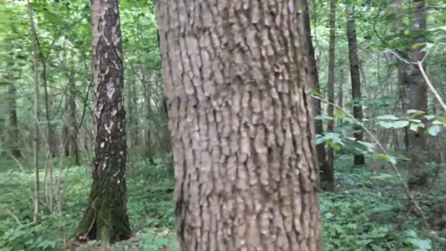 Кленовый лес