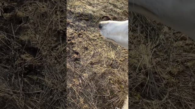Опасность ледяного снега / неудачный прыжок Русской Борзой