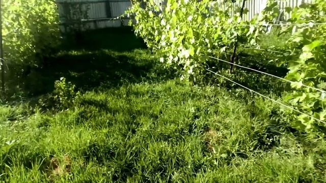 Подвязка винограда. Сбор клубники