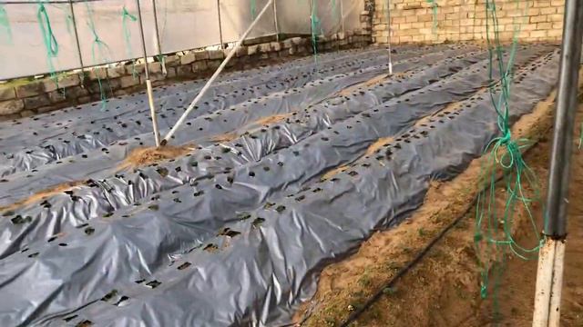 клубника 🍓🍓🍓 Обработка клубничных теплиц