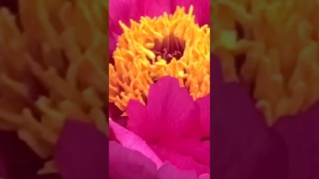 Peonies Bloom In Spring??