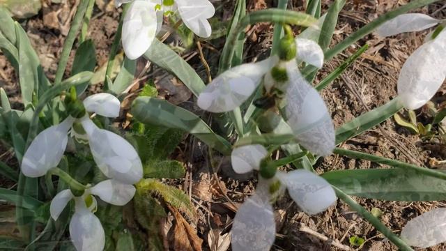 Весна идет - весне дорогу !