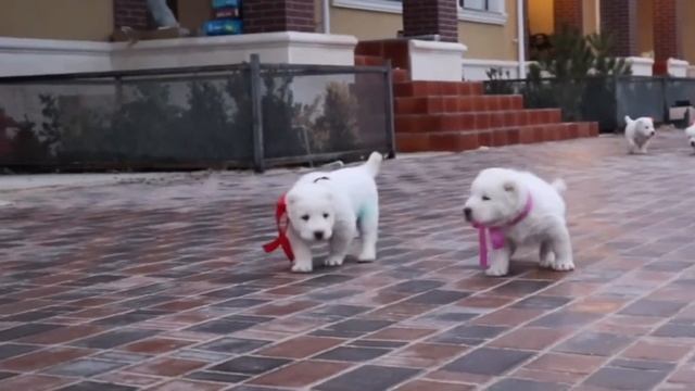 ЩЕНКИ среднеазиатской овчарки (алабай)