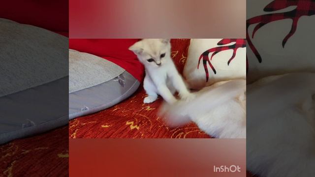 8cb1dd7068e37dec96c90ecb34d030b5