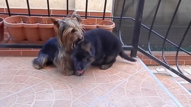 Funny Family. Немецкая овчарка Вольф, йорк Ричард и щенок. Одесса.