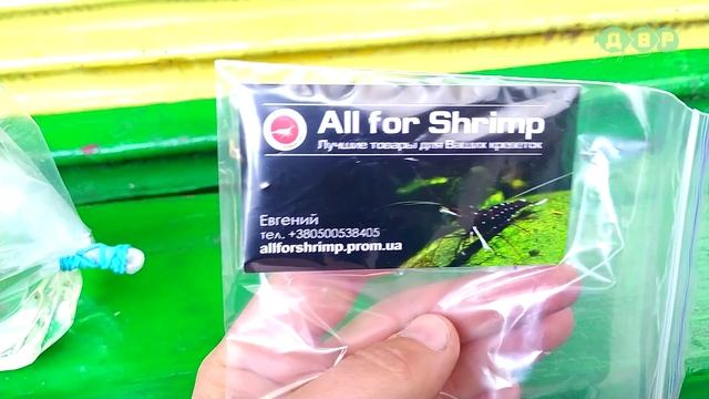 Пополняю палитру цветов креветок!