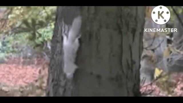 Beautiful 10 White Animals