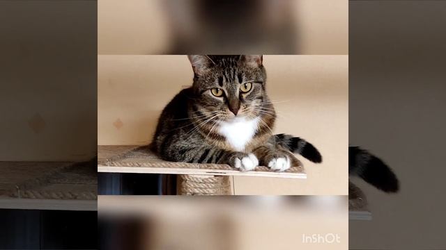 Лазалка для кошек из массива дерева по индивидуальному заказу.