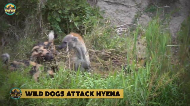 15 Merciless Wild Animals Fighting For Their Territory