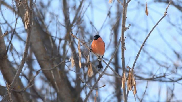 Фотоохота  Альбертом. Птицы в зимнем парке.