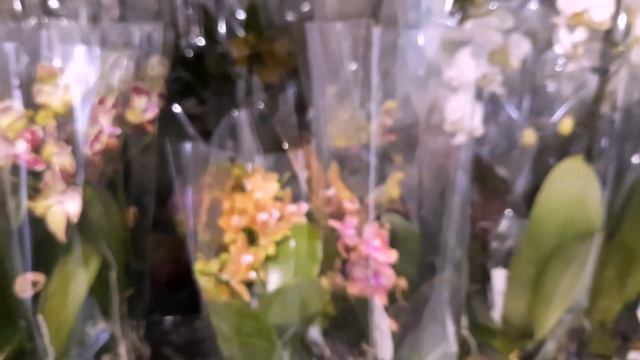 С НОВЫМ ГОДОМ! ОРХИДЕИ НА ОПТ.РЫНКЕ