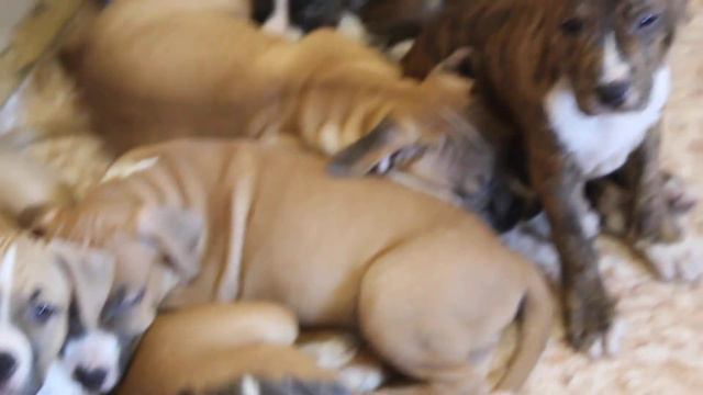 Стаффы GaidJewels kennel: American Staffordshire terriers