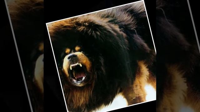 Tibetan Mastif