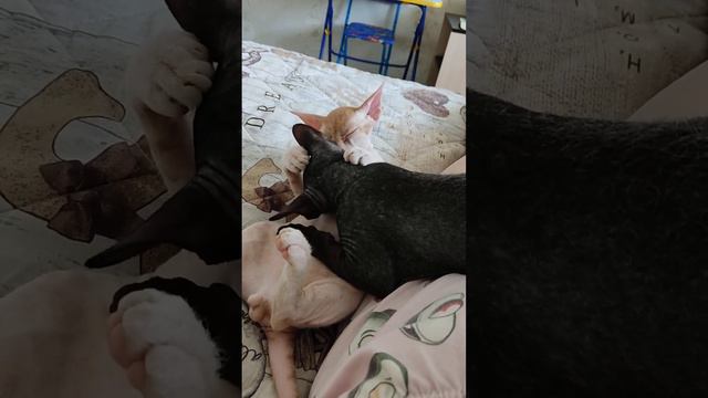 Донской сфинкс