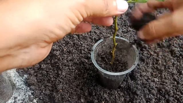 Tamarint Fruit Tree Cuttings Technique To 100% Work...