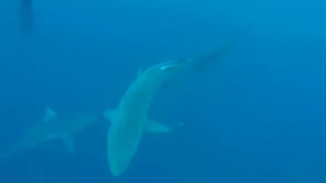 Diving With Sharks At Protea Banks, South Africa