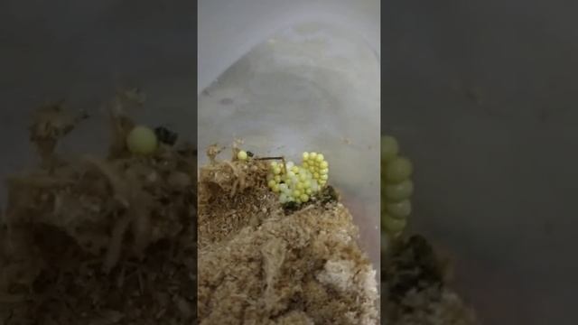 улитка ахитин отклала яички