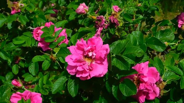 Волшебная Подстрижка