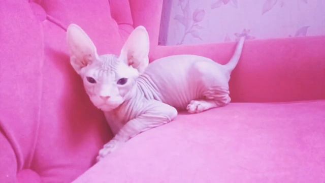 Украинский левкой котик 06.03.2019 г.р .питомник Leader Forever