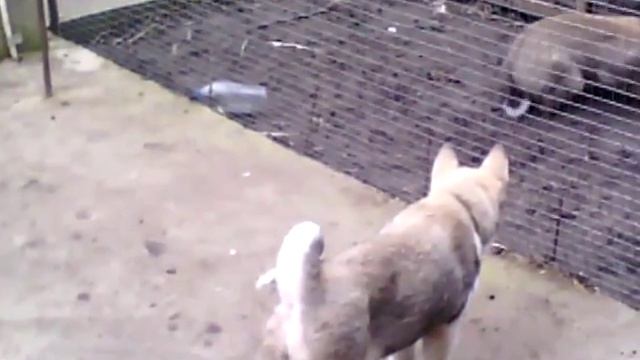 Западносибирская лайка натаска на кабана.Hunting Laika. Hunting for wild boar.