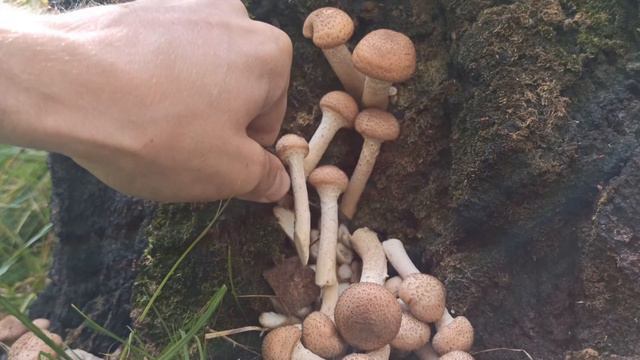 Сбор осенних опят КРУПНЫМ ПЛАНОМ.