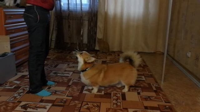 Корги Дождик : замри, кувырок