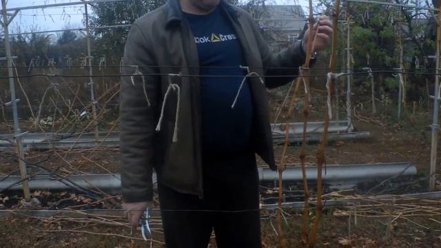 Обрезка винограда 29 10 2019 г