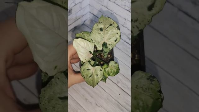 СИНГОНИУМ СЕРЫЙ ПРИЗРАК