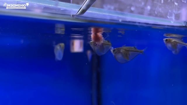 Аквариумные новости с Владимиром Ковалевым (23.11.2023).Смотрим в микроскоп и новый травник в Москв