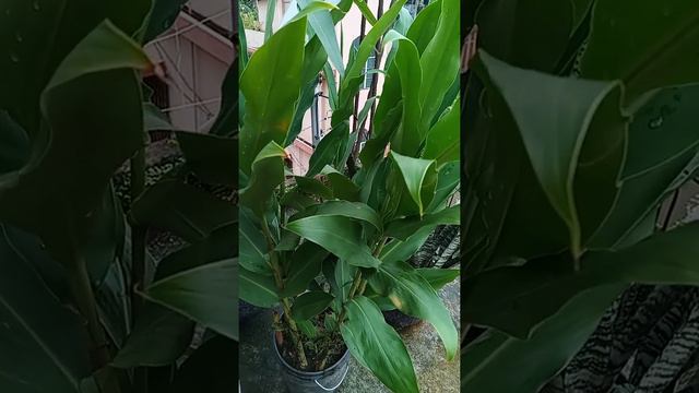 Af2b74333b0e9735ae949375a2334e9c