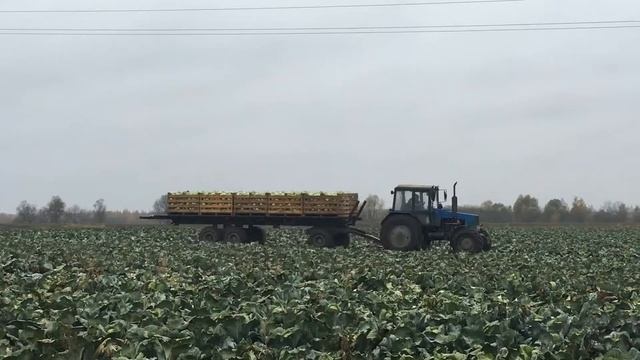 Уборка капусты. Крестьянское хозяйство Михаила Шруба