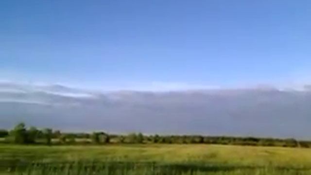 птенец кроншнепа