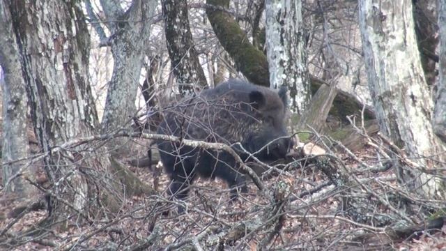 ДИКИЙ КАБАН В КРЫМСКОМ ПРИРОДНОМ ЗАПОВЕДНИКЕ - САМКА НА ПИСАРЕ