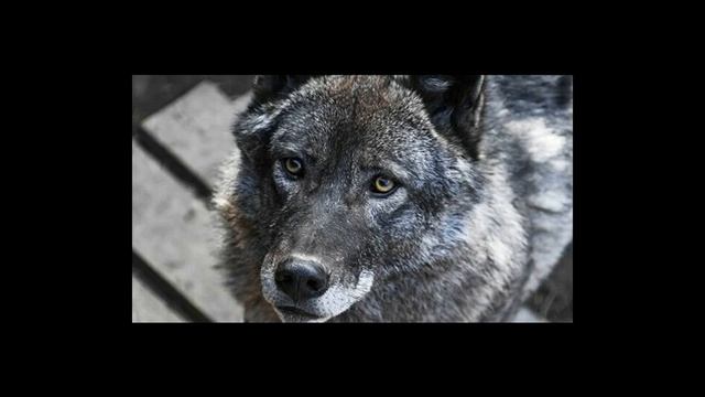 5 интересных фактов о волках Факты о животных