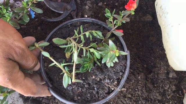 Como Reproducir La Planta Mañanitas (portulaca),Verdolaga De Flor, Flor De Seda || Info Garden