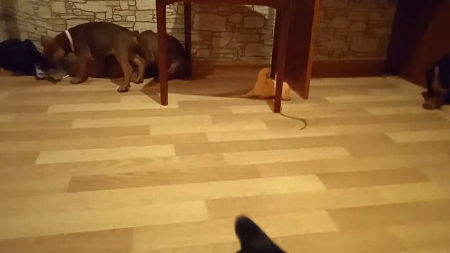 щенки пинчера подросли и развлекаются