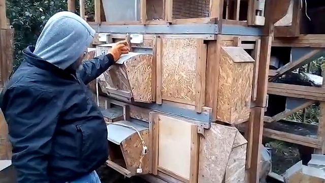 Племенные кролики