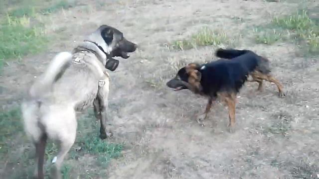 Караджа мой кангал