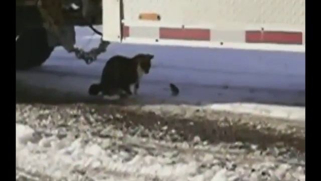 Коты против мышей