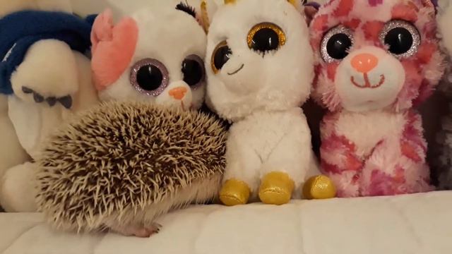 Весёлый день ёжика  Ежольды-2