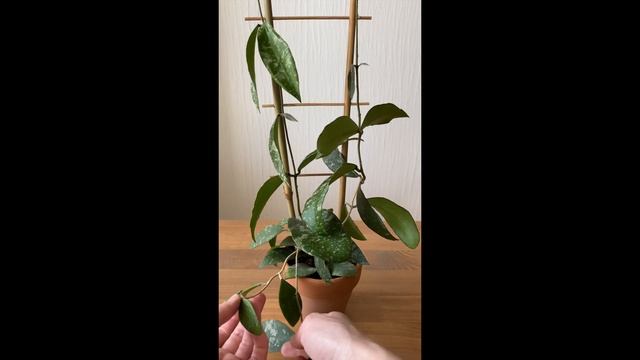 Оформляю на опору подросшую Hoya Sp. Phu Wua